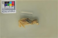 藏品(麻雀)的圖片